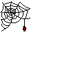 spinne1