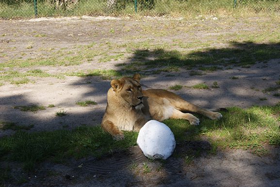 _DSC9335.jpg
